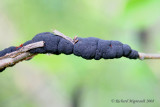 Nodule noir du cerisier - Black knot of Cherry - Dibotryon morbosum 1m8