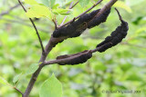 Nodule noir du cerisier - Black knot of Cherry - Dibotryon morbosum 2m8