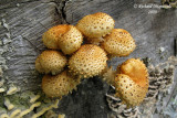 Pholiote squarreuse - Sharp-scaly pholiota - Pholiota squarrosoides 1m9
