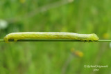 6258 - Fall cankerworm - Alsophila pometaria m10