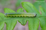 Sawfly larva m10