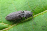 Click beetle - Limonius confusus 1m10
