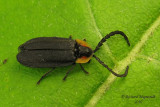 Firefly - Lucidota atra 1m10