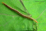 Soil centipede - Geophilomorpha m10