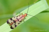 Other insects - Autres insectes