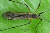 Limoniid Crane Fly - Limnophila rufibasis 1b m10