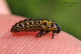 Leaf beetle - Chrysomela larva 3m10