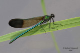 Dragonflies - Libellules