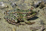 Frogs - Grenouilles