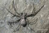Running Crab Spider - Philodromus praelustris 2m10