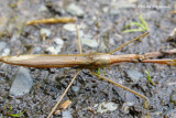 Waterscorpions - Ranatra fusca - Brown Waterscorpion 2m9
