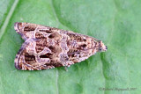 2817 - Raspberry Leafroller Moth - Olethreutes permundana   m7