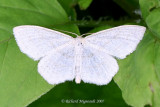 6677 - Yellow-dusted Cream Moth - Cabera 1 m7