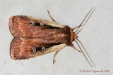 10891 - Flame-shouldered Dart Moth - Ochropleura implecta 1 m8