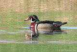 Canard branchu - Wood Duck 1 m6