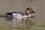 Garrot  oeil dor - Common Goldeneye juvnil 1m8