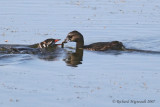 Grbe  bec bigarr - Pied-billed Grebe 1m7