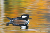 Harle couronn - Hooded Merganser 1m7