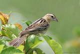 Goglu des prs - Bobolink femelle m6