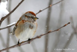 Bruant hudsonien - American Tree Sparrow 3m7