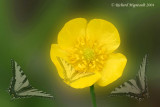Bouton dor - Meadow Buttercup - Ranunculus acris 2m4