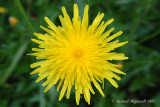 pervire piloselle - Mouse-ear hawkweed - Hieracium pilosella m3
