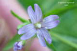 Epilobe glanduleux - Glandular willow-herb - Epilobium ciliatum ssp glandulosum m9