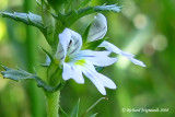Euphraise des bois - Hairy eyebright - Euphrasia nemorosa m8
