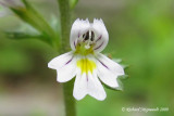 Euphraise du Canada - Canadian eye-bright - Euphrasia canadensis m9