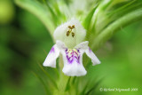 Galopsis ttrahit - Common Hemp-nettle - Galeopsis tetrahit m9