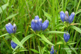 Gentiane  feuilles linaires - Closed gentian - Gentiana linearis m9