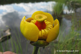 Nnuphar  fleur panach - Beaver-root - Nuphar variegatum m9