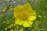 Renoncule acre - Bouton dor - Common buttercup - Ranunculus acris m9