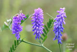 Vesce jargeau - Cow vetch - Vicia cracca m8