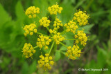 Zizia dor - Golden Alexanders - Zizia aurea m9