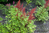 Astilbe arendsii - Venus.JPG