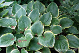 Hosta - Hosta - Hosta fluctuans