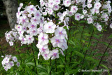 Phlox maculata Omega