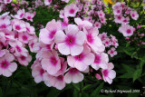 Phlox panicul - Garden phlox - Phlox paniculata bright eyes 1