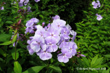 Phlox Panicul - Garden phlox - Phlox paniculata elizabeth ardent 1