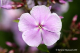 Phlox Panicul - Garden phlox - Phlox paniculata elizabeth ardent 2