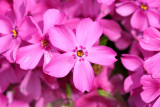 Phlox pink