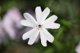 Phlox white