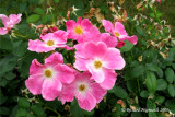 Rosier - Rosa - Rosa Polyantha Nearly wild