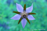 fleur bleu 2m4