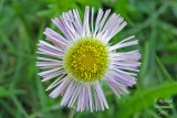 rigron de Philadelphie - Philadelphia fleabane - Erigeron philadelphicus 4 m2