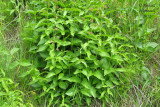 Dompte-venin de Russie - Dog-Strangling Vine - Cynanchum rossicum 1m12 
