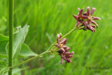Dompte-venin de Russie - Dog-Strangling Vine - Cynanchum rossicum 3m12 