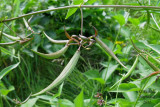 Dompte-venin de Russie - Dog-Strangling Vine - Cynanchum rossicum 5m12 