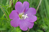 pilobe hirsute - Epilobium hirsutum 2m12 